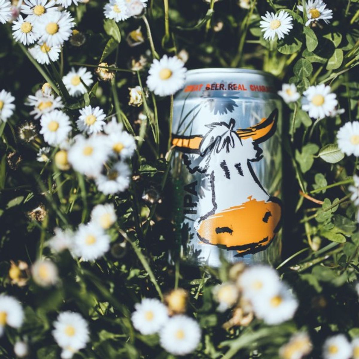 Purity Longhorn IPA - 330ml